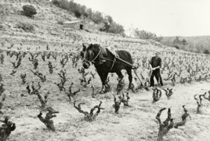 Navàs recupera la memòria popular a l'entorn de la vinya al municipi​
